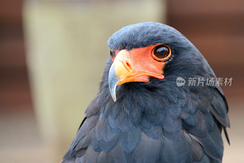 Bateleur Eagle肖像特写